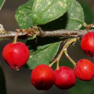 Cotoneaster canescens